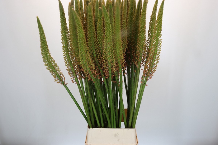 <h4>Eremurus Cleopatra</h4>