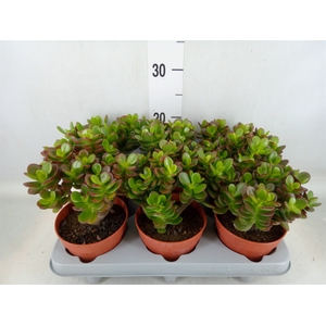 Crassula ovata 'Minor'