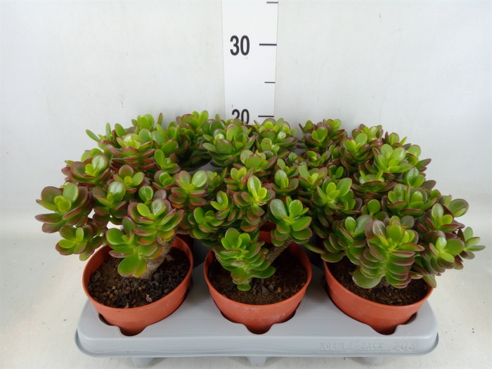 <h4>Crassula ovata 'Minor'</h4>