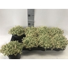 Sedum Ov