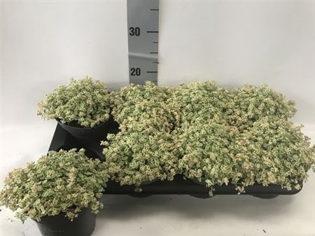 Sedum Ov