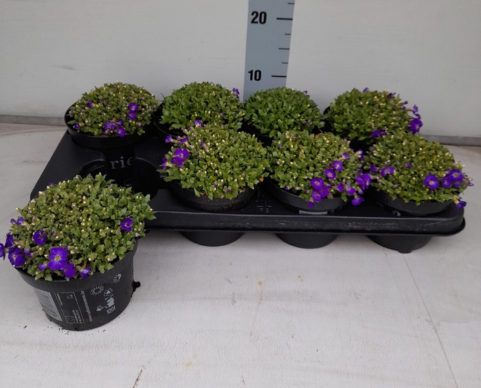 <h4>AUBR GRACILIS KITTE</h4>