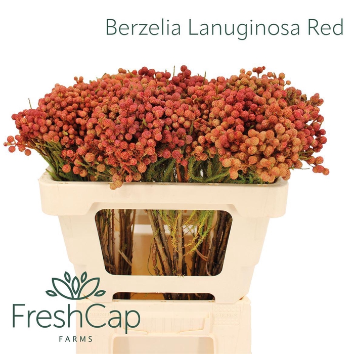 <h4>Berzelia Lanuginosa Red</h4>