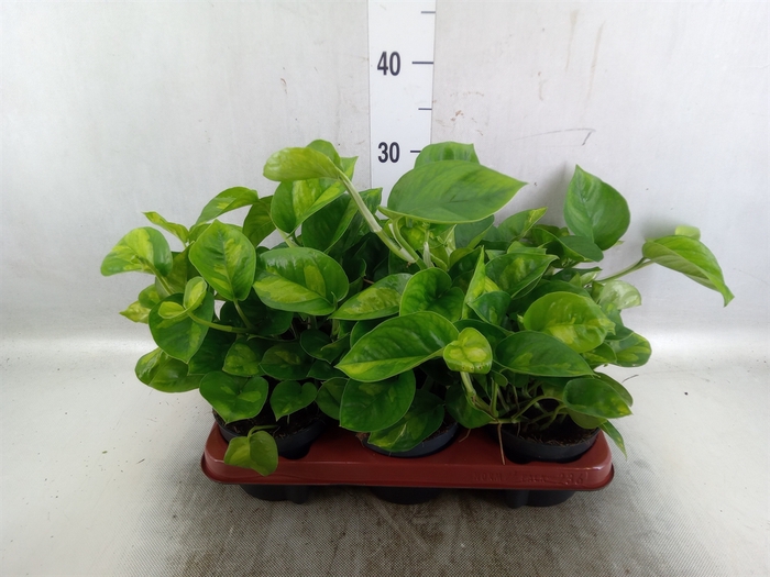 <h4>Epipremnum pinn. 'Global Green'</h4>