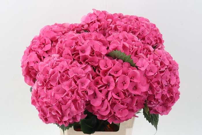 <h4>Hydr M Sibilla Rd</h4>