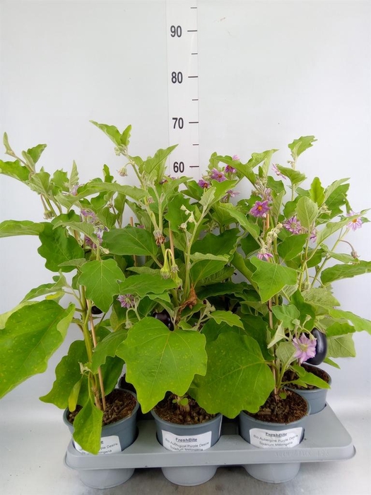 <h4>Solanum melongena ...Aubergine</h4>