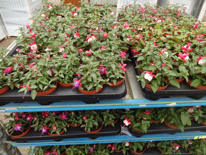 <h4>FUCHSIA MIXK</h4>