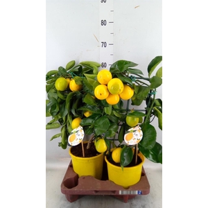 Citrus meyeri 'Meyer'