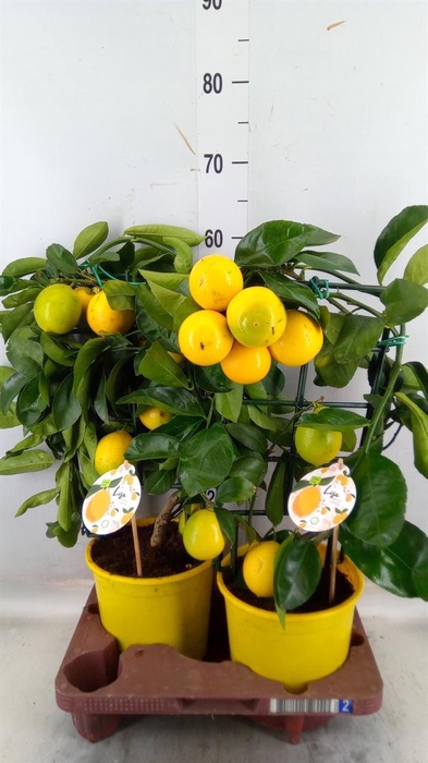 <h4>Citrus meyeri 'Meyer'</h4>