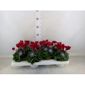 Cyclamen KL   ...patio