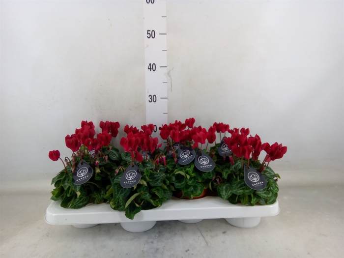 <h4>Cyclamen KL   ...patio</h4>