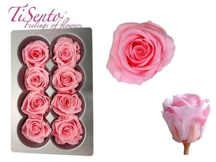 <h4>Arrangementen Potroos H%</h4>