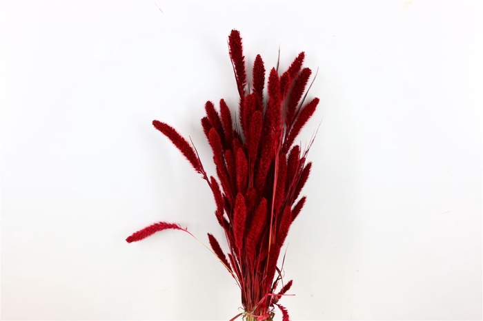 Dried Setaria X5 Bordeaux Bunch