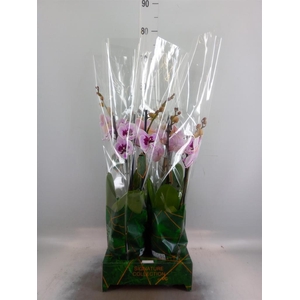 Phalaenopsis   ...