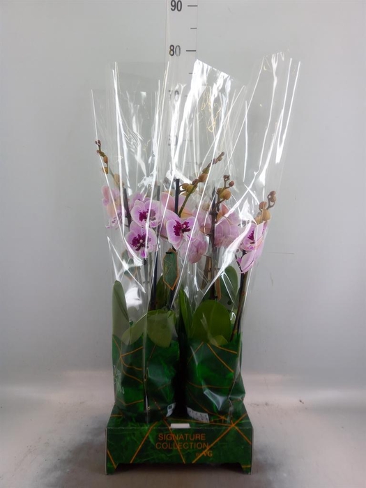 <h4>Phalaenopsis   ...</h4>
