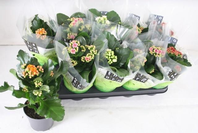 <h4>KAL GE GEM 4 KL</h4>