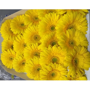 Gerbera Mini Yellow