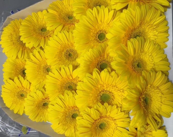 <h4>Gerbera Mini Yellow</h4>
