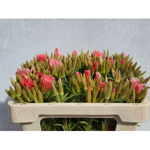 Clarkia Pink