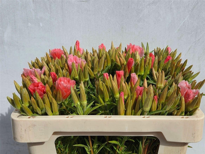 <h4>Clarkia Pink</h4>