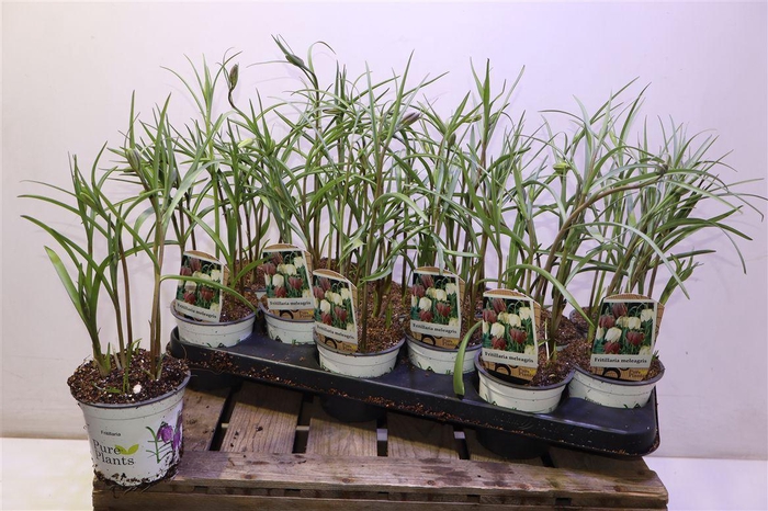 <h4>arr8 Frit Meleagris</h4>