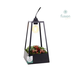 Metaal Lantaarn met lamp en Fittonia Arrangement