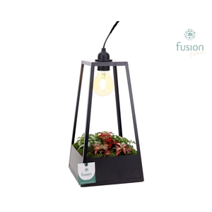 Lantaarn met lamp en Fittonia Arrangement