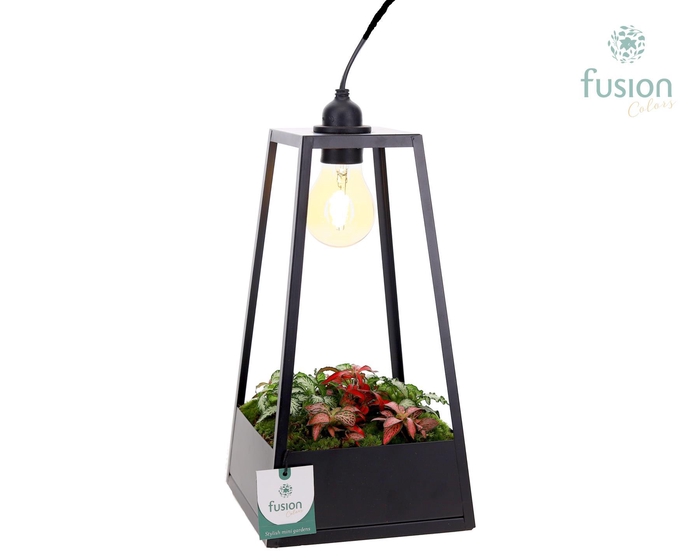 <h4>Metaal Lantaarn met lamp en Fittonia Arrangement</h4>