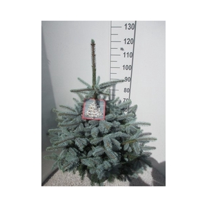 Picea pungens Super Blue 90-110 P32