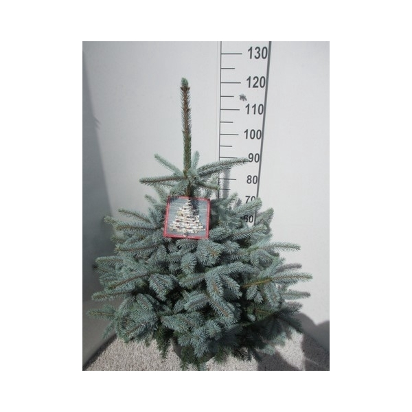 <h4>Picea pungens Super Blue 90-110 P32</h4>