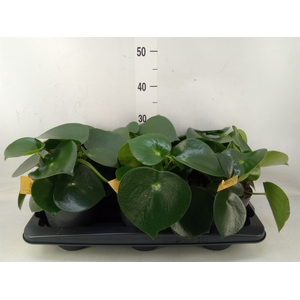 Peperomia polybotrya 'Raindrop'