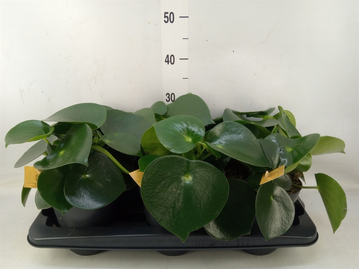 <h4>Peperomia polybotrya 'Raindrop'</h4>