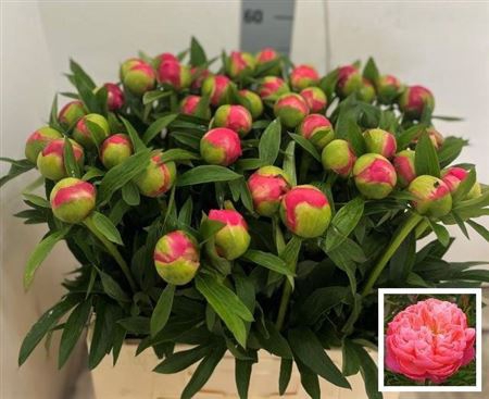 <h4>Paeo Coral Charm</h4>