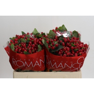 Hypericum True Romance XXL