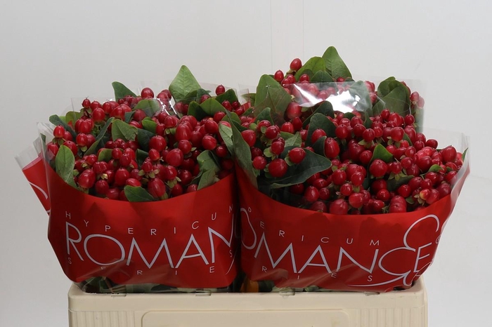 <h4>Hypericum True Romance XXL</h4>