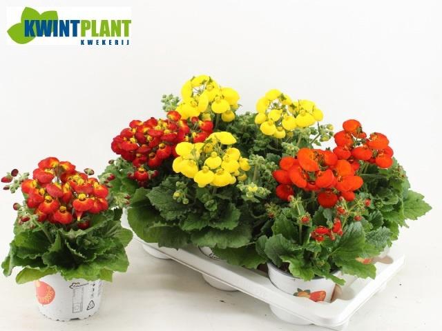 <h4>CALC CAL GEM</h4>