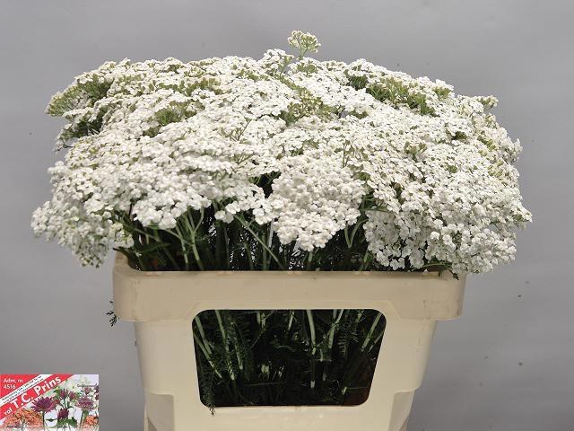 <h4>ACHIL M WHITE BEAUTY</h4>