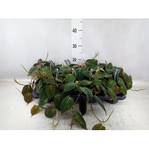 Philodendron scand. subsp. micans