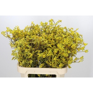 Anigozanthos Bush Down