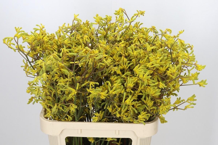 <h4>Anigozanthos Bush Down</h4>