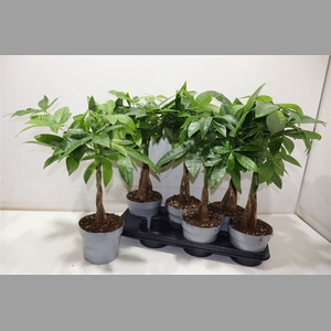 Pachira Aquatica