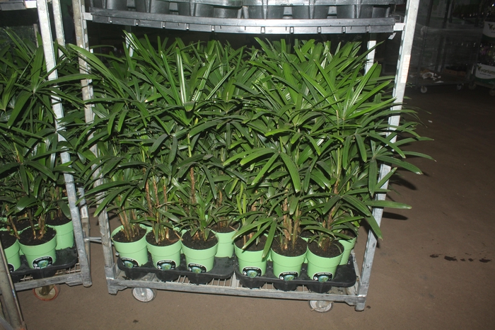 <h4>PALMEIRA RAPHIS P17</h4>