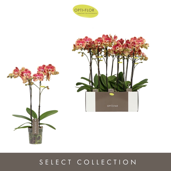 <h4>Phalaenopsis overig rood (meerdere</h4>