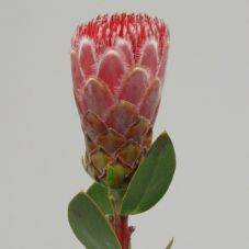 Protea Ivy