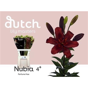 Li La Nubia