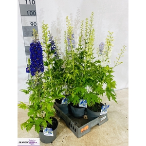 DELP GRANDIFLORUM
