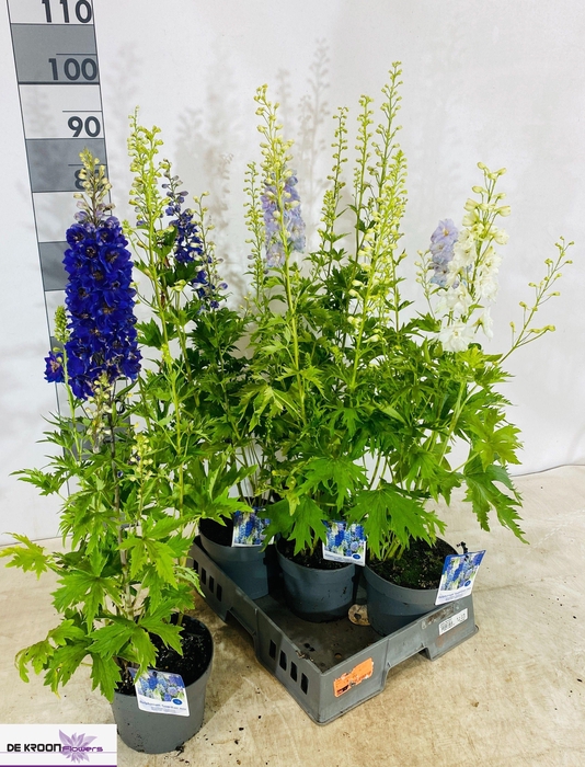 <h4>DELP GRANDIFLORUM</h4>