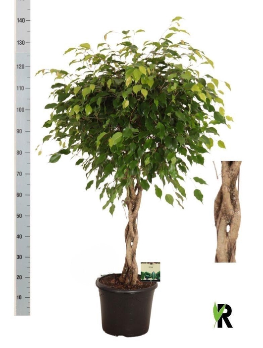 <h4>FIC BE EXOTICA</h4>