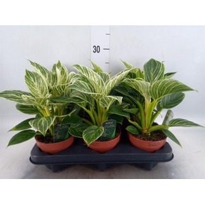 Philodendron   ...