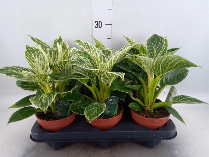 <h4>Philodendron ...</h4>